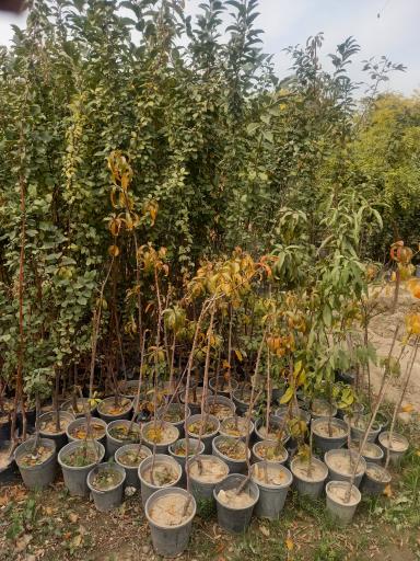 عکس نهالستان شفیع آبادی