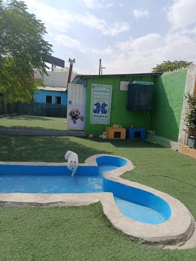 عکس پانسیون سگ نیک داگ 
