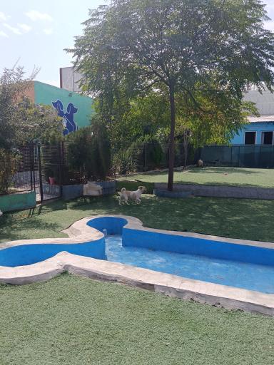 عکس پانسیون سگ نیک داگ 