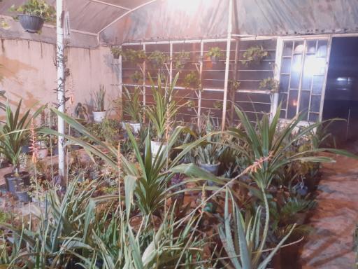 عکس گلخانه عباسی