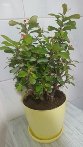 عکس گلخانه عباسی