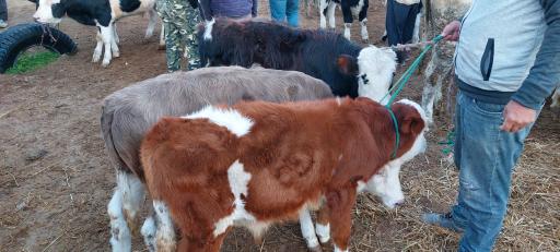 عکس مال بازار آق قلا