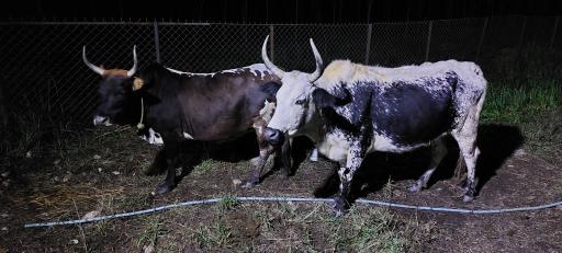 عکس مال بازار آق قلا