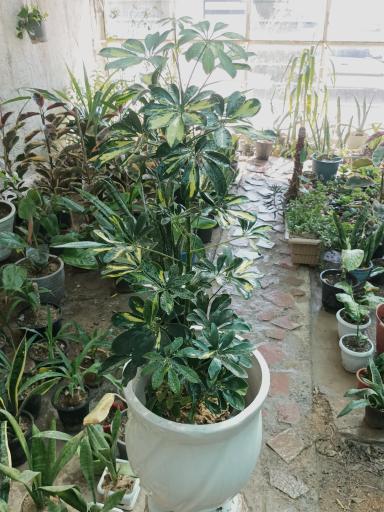 عکس گلخانه عباسی