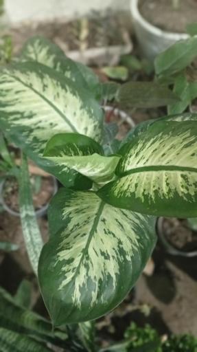 عکس گلخانه عباسی