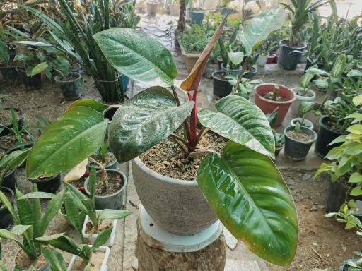 عکس گلخانه عباسی