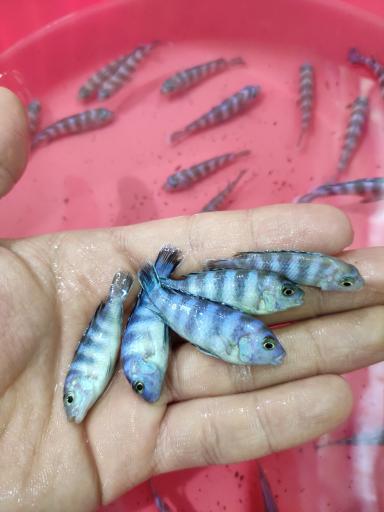 عکس ماهی زینتی مقصودی 