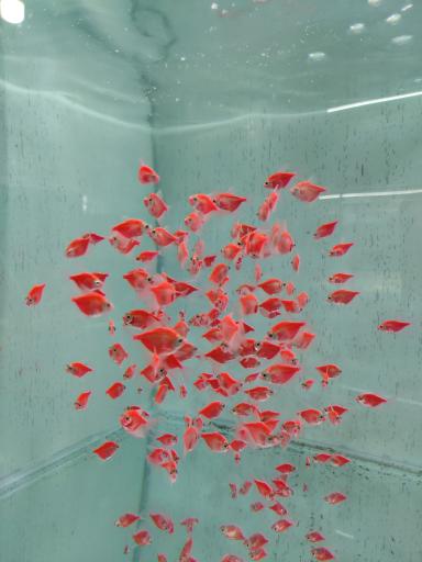 عکس ماهی زینتی مقصودی 