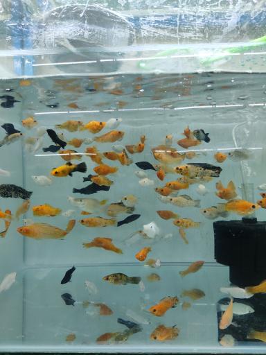 عکس ماهی زینتی مقصودی 