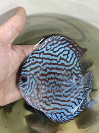 عکس ماهی زینتی مقصودی 