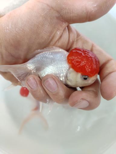 عکس ماهی زینتی مقصودی 