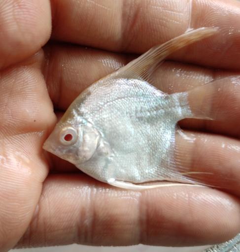 عکس ماهی زینتی مقصودی 