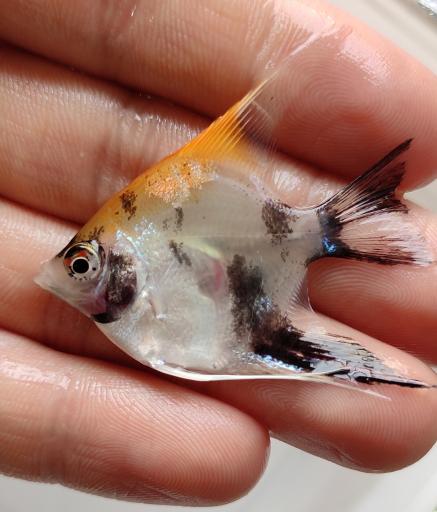 عکس ماهی زینتی مقصودی 