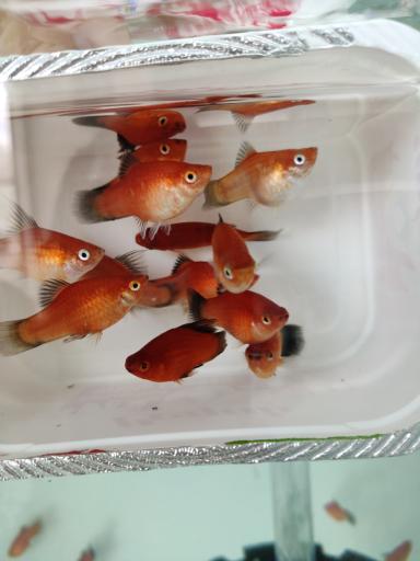 عکس ماهی زینتی مقصودی 