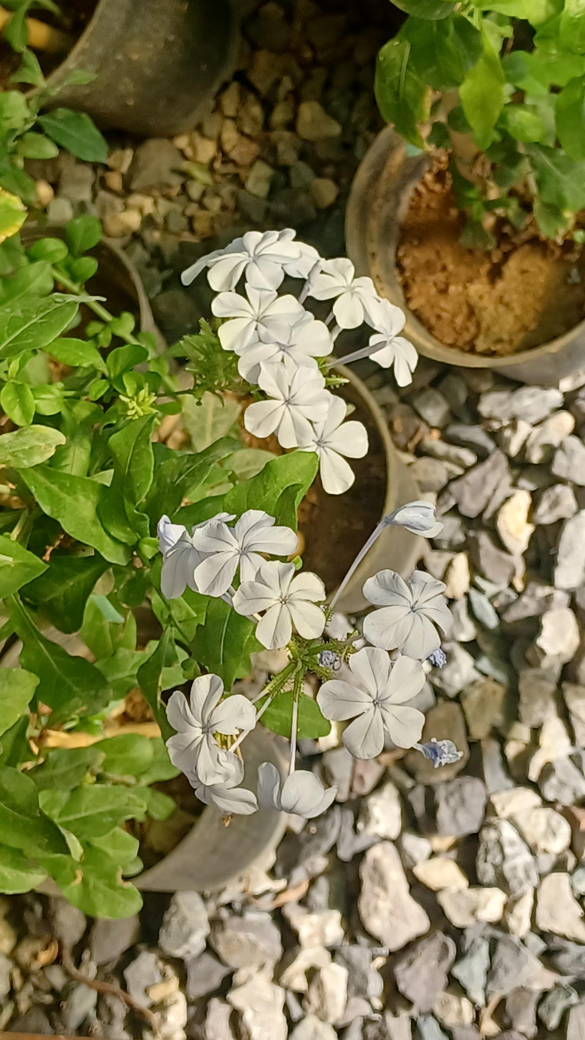 عکس بازار دائمی گل و گیاه قم