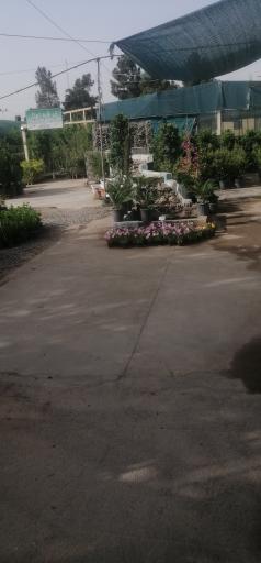 بازار دائمی گل و گیاه قم