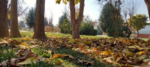 عکس پارک ولیعصر (عج)