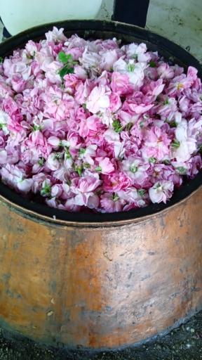 عکس گلاب گیری محبت فاطمه الزهرا