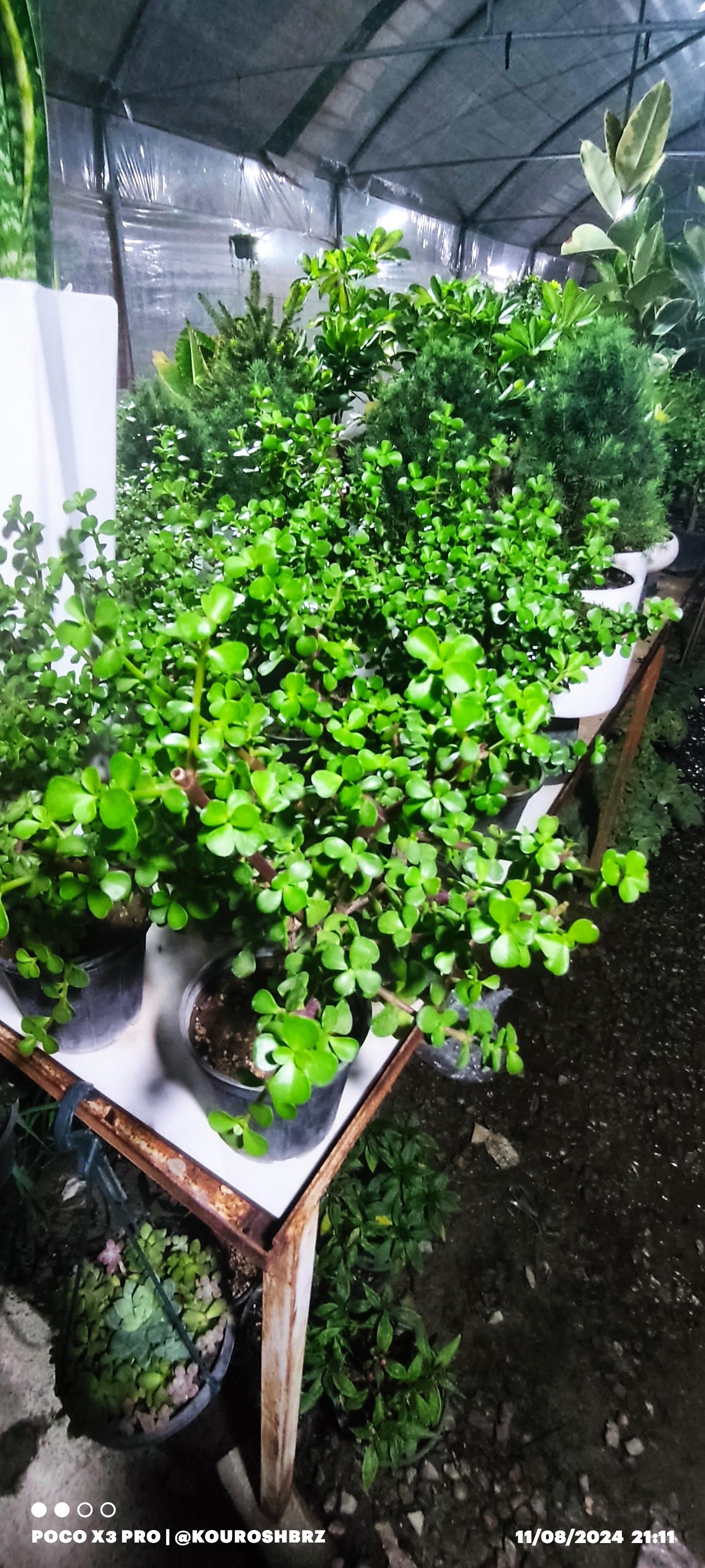 عکس گلخانه خلیلی