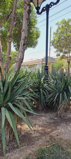 عکس  شهید آوینی 8