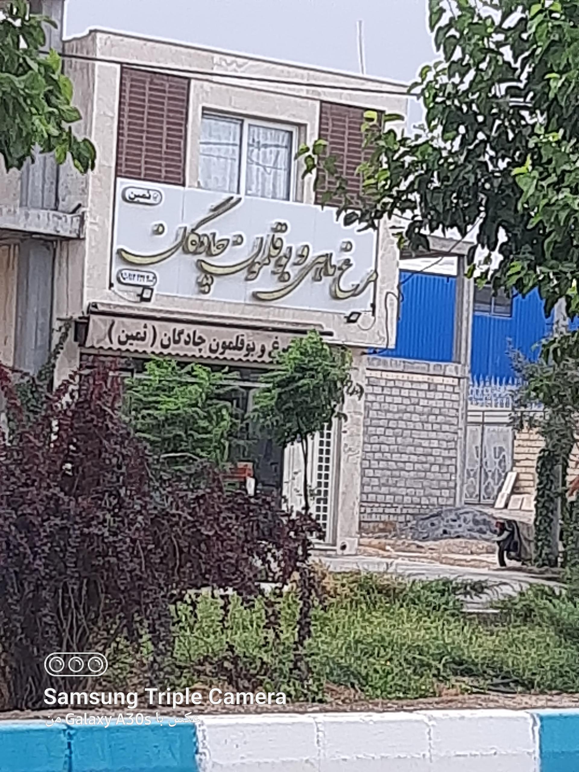 عکس مرغ و بوقلمون