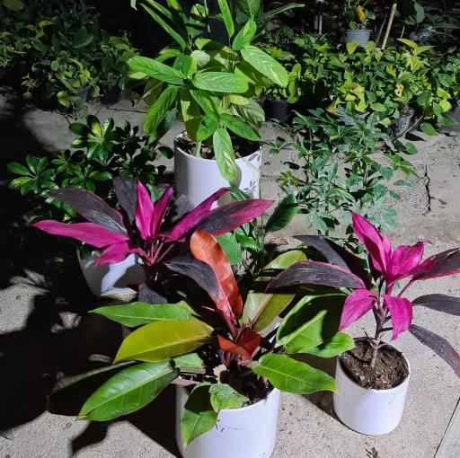 عکس گلخانه آرالیا