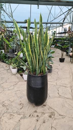عکس گلخانه آرالیا