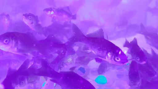 عکس ماهی فروشی