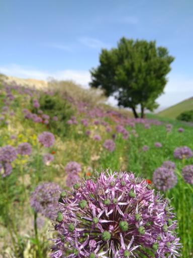 عکس قل علی