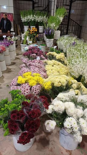 عکس باغ ارغوان