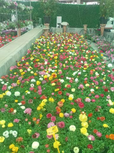 عکس باغ ارغوان