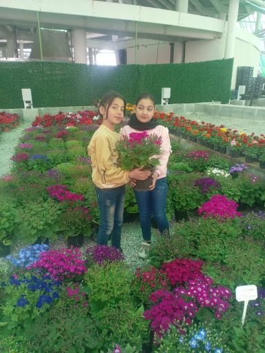 عکس باغ ارغوان