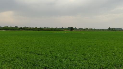 عکس کیشستان