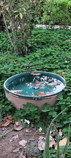 رستوران پردیس سلمان