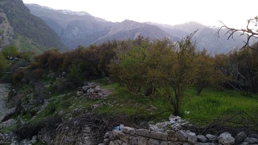 عکس بزرگ شیوند