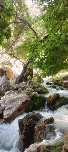 عکس بزرگ شیوند