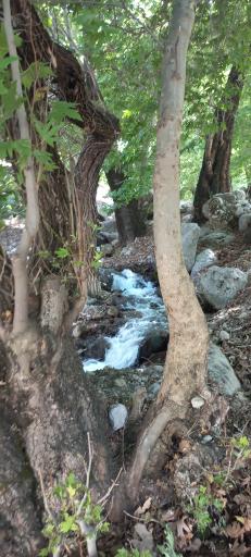 عکس بزرگ شیوند