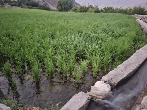 عکس بزرگ شیوند