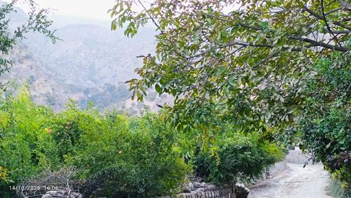 عکس بزرگ شیوند