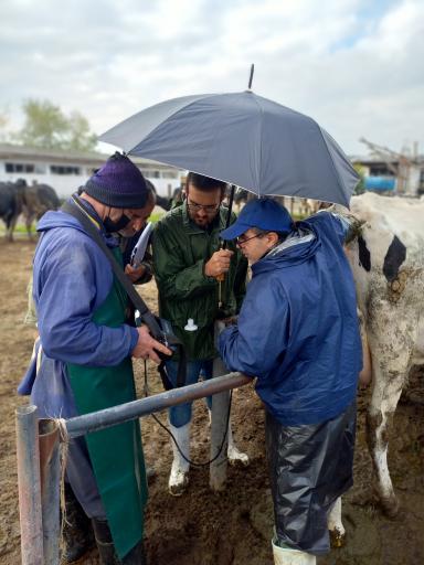 عکس مجتمع دامپروری سپیدرود