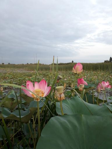 عکس تالاب نیلوفر رودبست