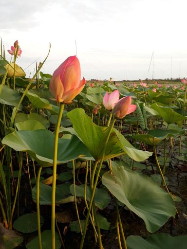 عکس تالاب نیلوفر رودبست