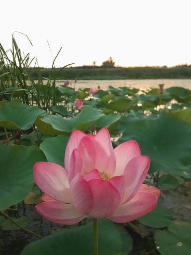 عکس تالاب نیلوفر رودبست