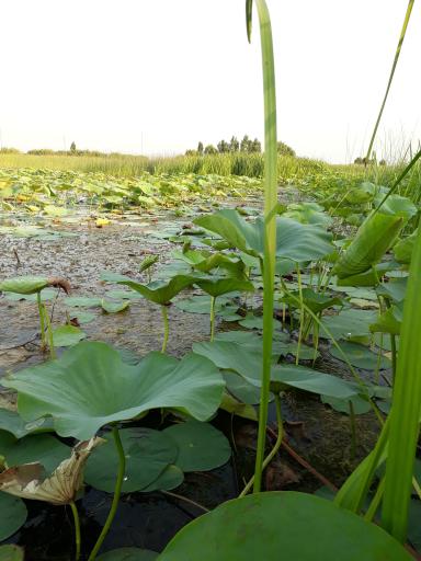 عکس تالاب نیلوفر رودبست