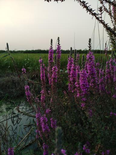 عکس تالاب نیلوفر رودبست