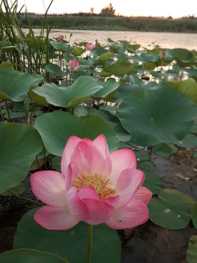 عکس تالاب نیلوفر رودبست