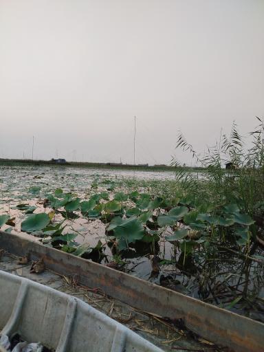 عکس تالاب نیلوفر رودبست