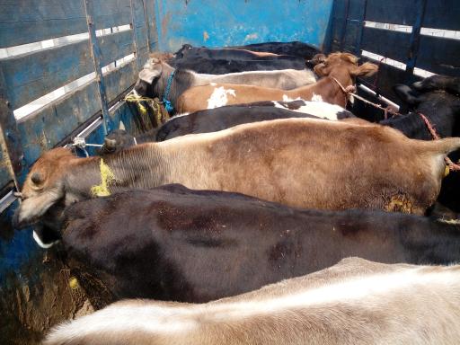 عکس دامداری نورپور