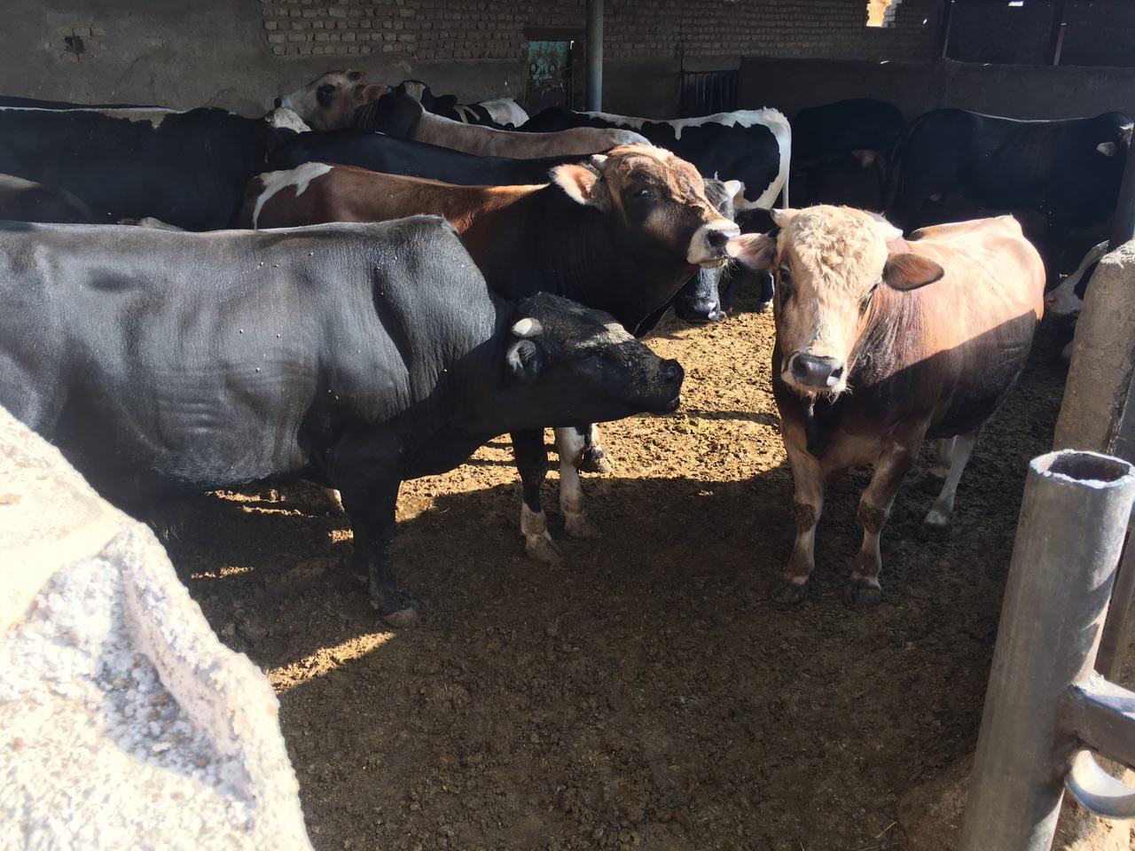 عکس دامداری نورپور