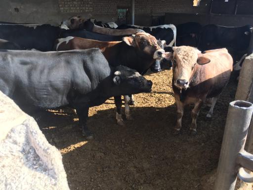 عکس دامداری نورپور